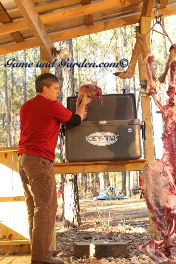 cleaning and dressing a deer