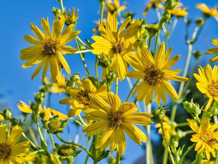 cluster of tall yellow sunchokes against blue sky