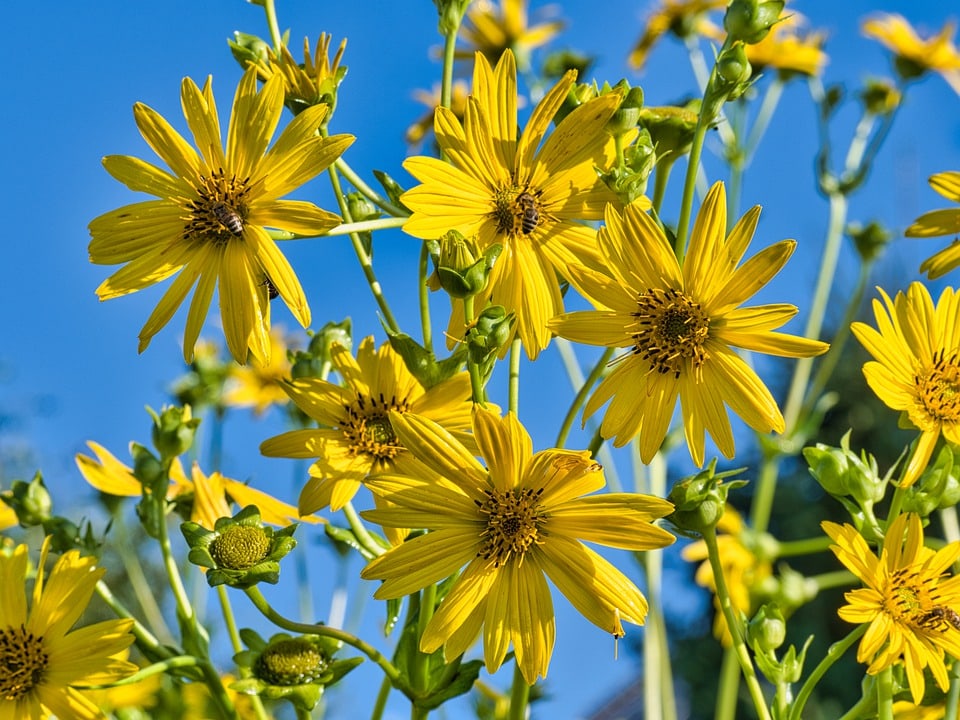 cluster of tall yellow sunchokes against blue sky