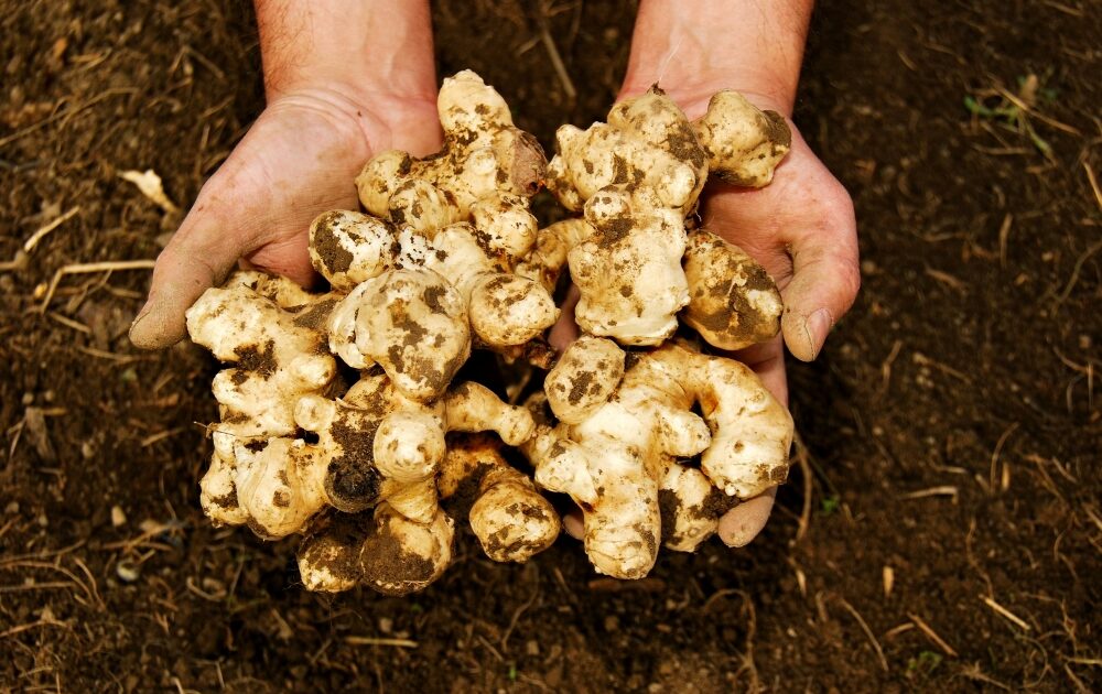 two hands full of freshly dug Jerusalem artichokes