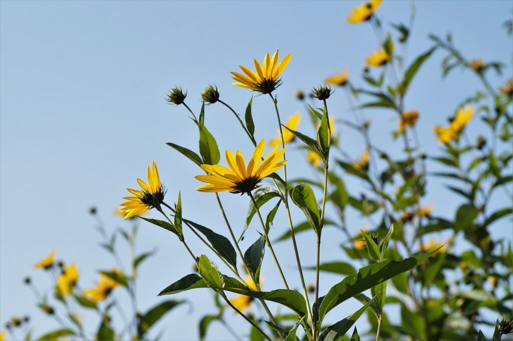 tall stalks and flowers of jerusalem artichokes or sunchoke