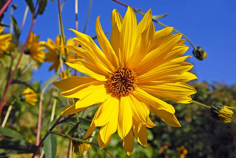 The bright yellow bloom of a Jerusalem artichoke or sunchoke - closeup in field