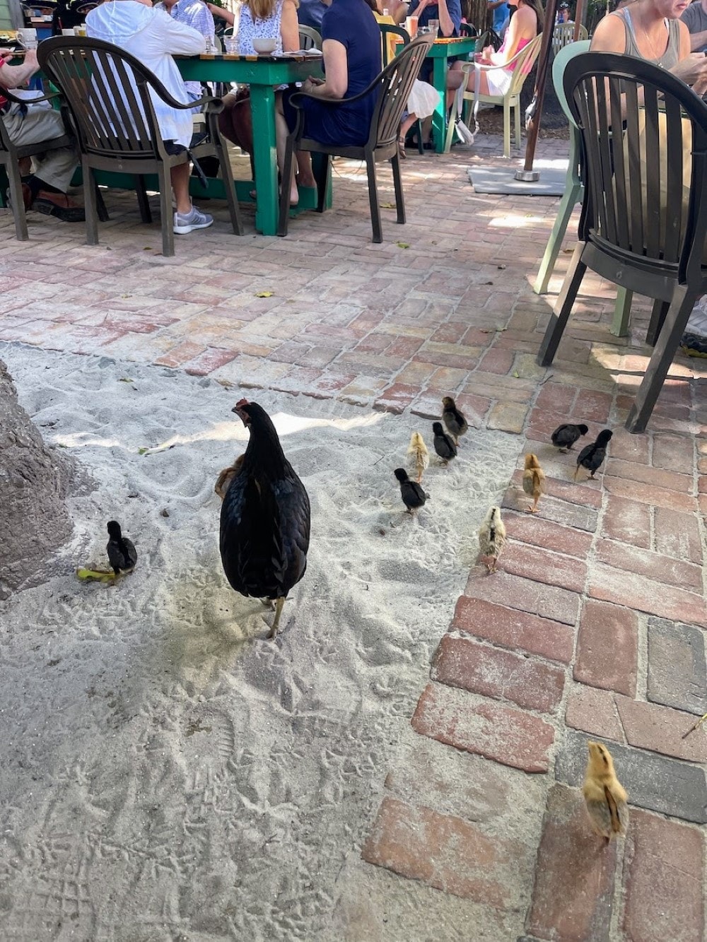 Chicken and chicks paying a visit to Blue Heaven.
