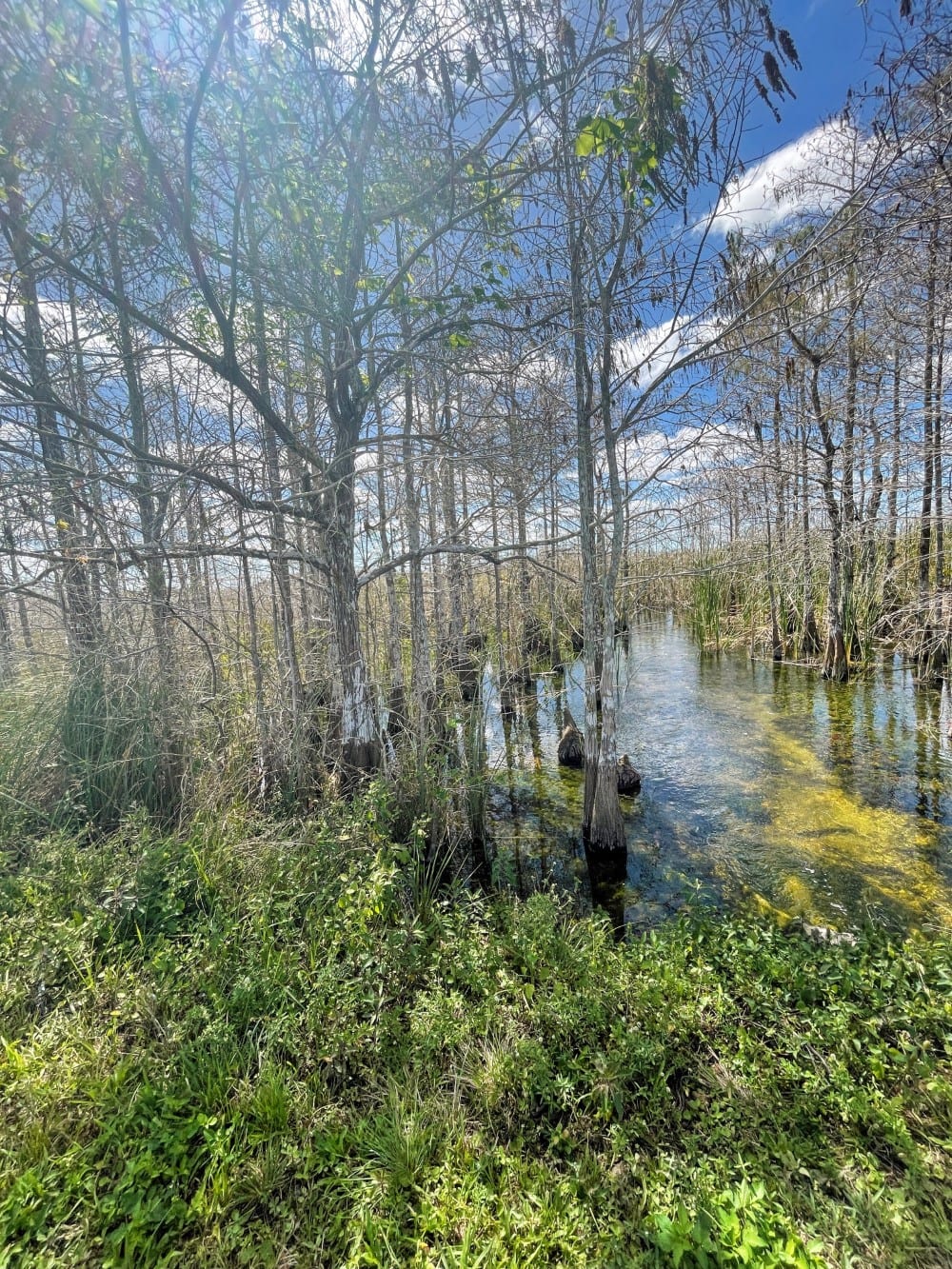 trees view of Florida Everglades
