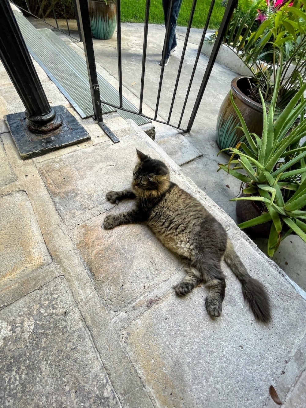 6 toed cat on steps of Hemingway house