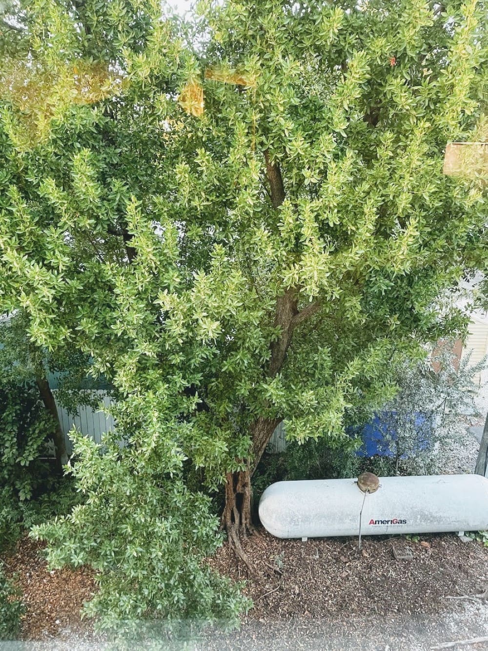 propane tank and bush view from Key Largo hotel