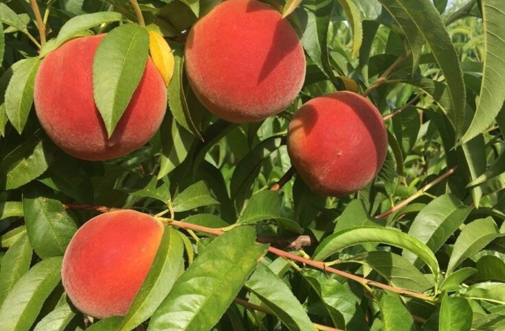 ripe peaches and green leaves on peach tree ready for pruning