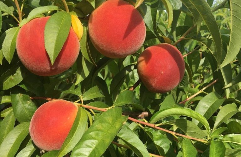 ripe peaches and green leaves on peach tree ready for pruning
