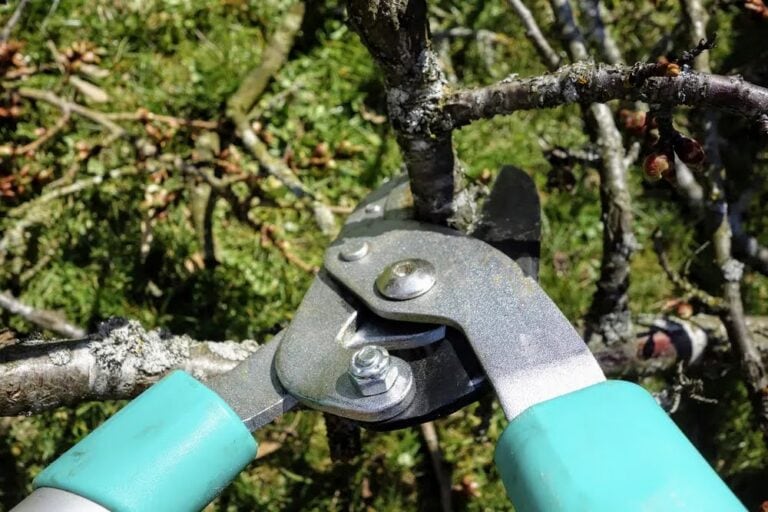 pruning shears with blue handle pruning a tree branch.