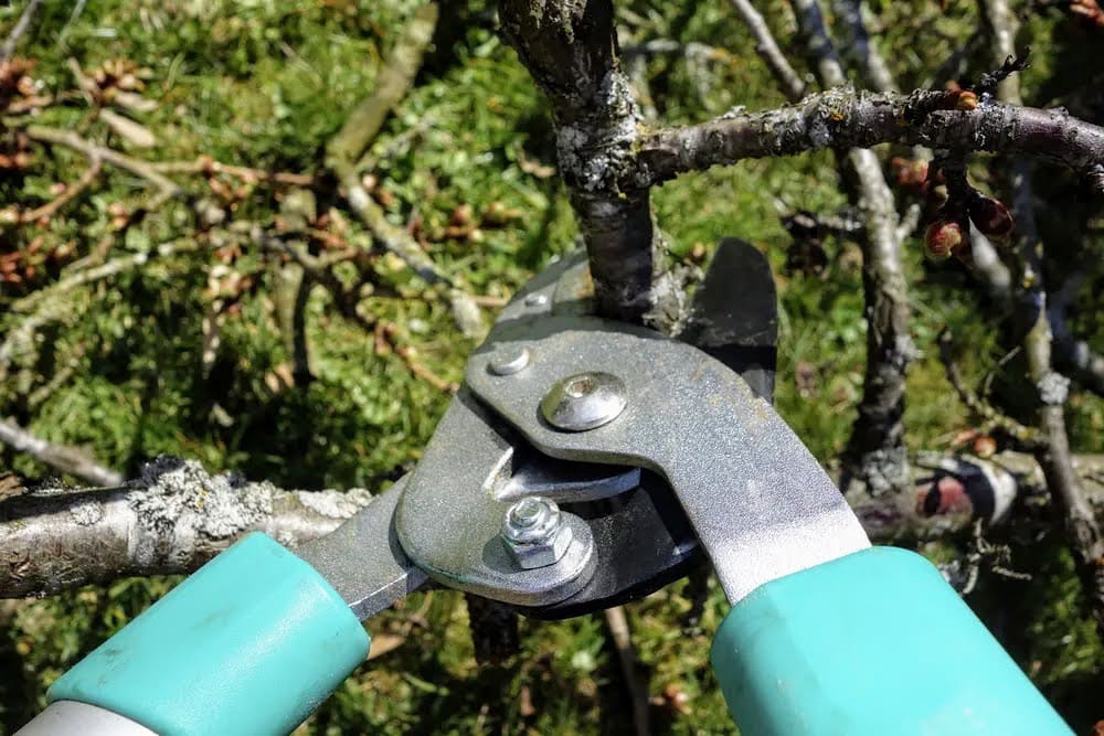 pruning shears with blue handle pruning a tree branch.