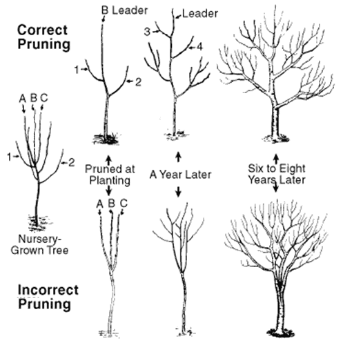 This illustration shows the results of correct and incorrect pruning over time.