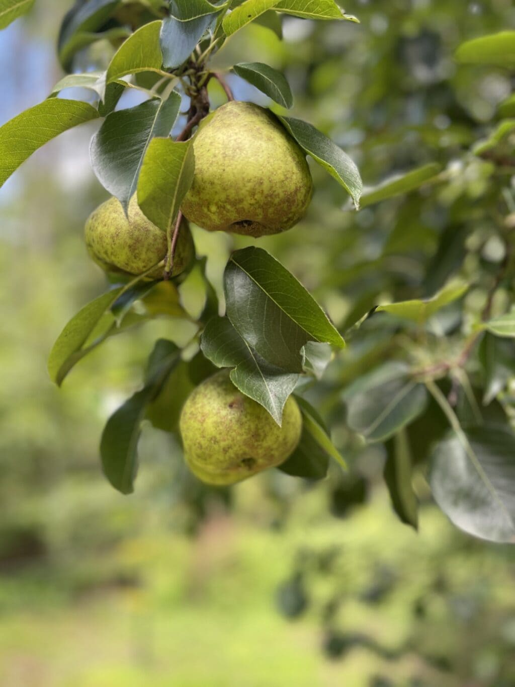 Homegrown pears from Stacy Lyn Harris's garden