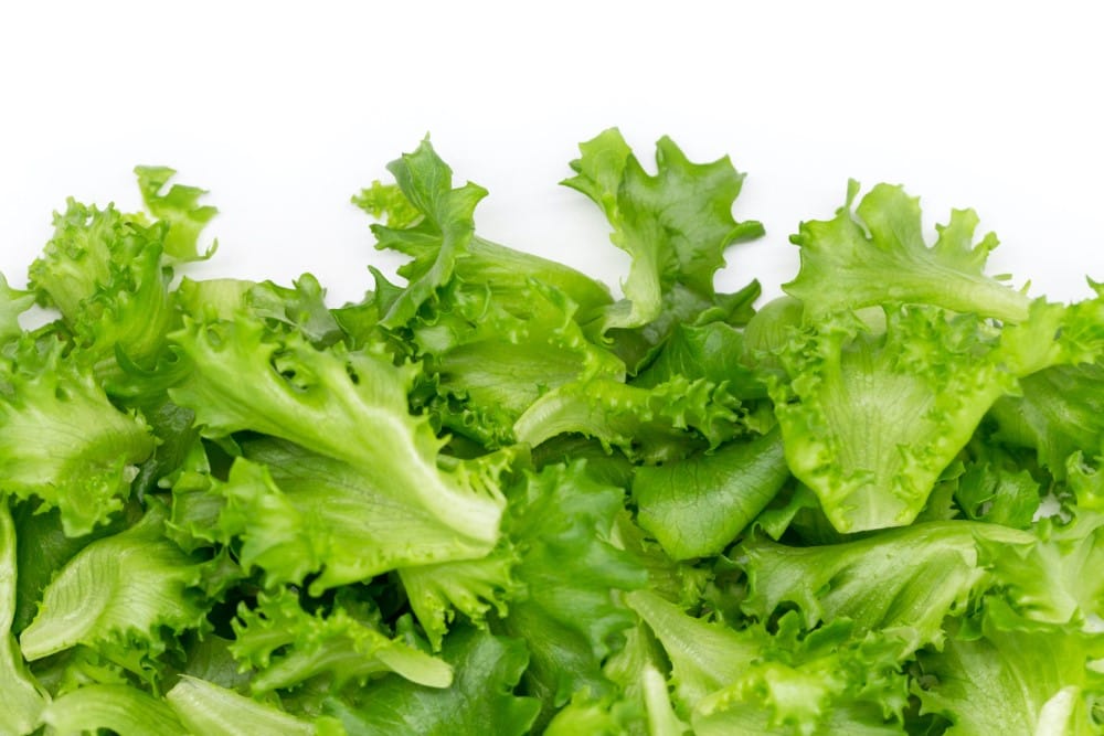 green leaf iceberg lettuce pieces in a pile for healthy salad