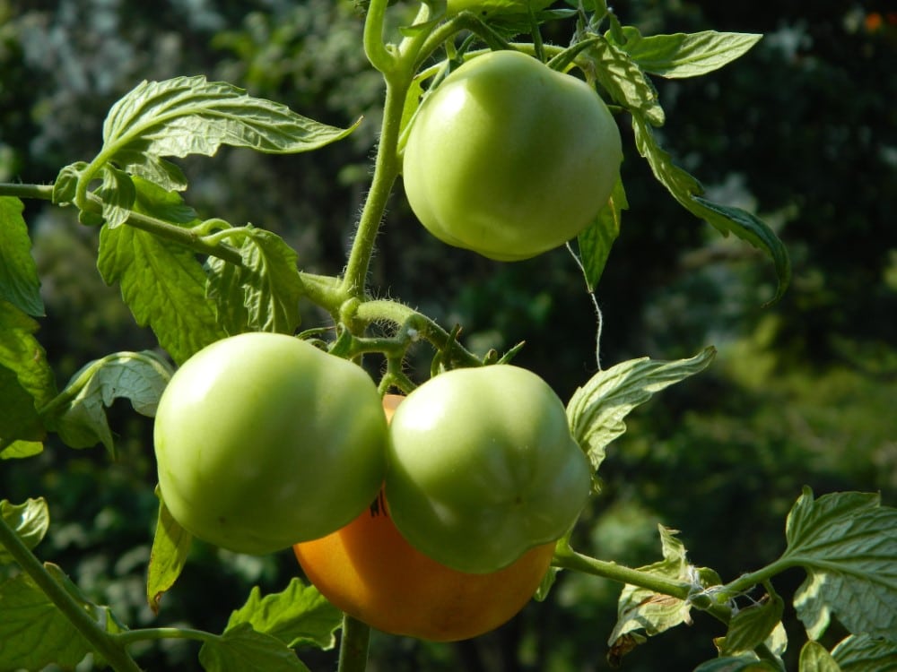 three green tomatoes with one ripening red tomato on vine