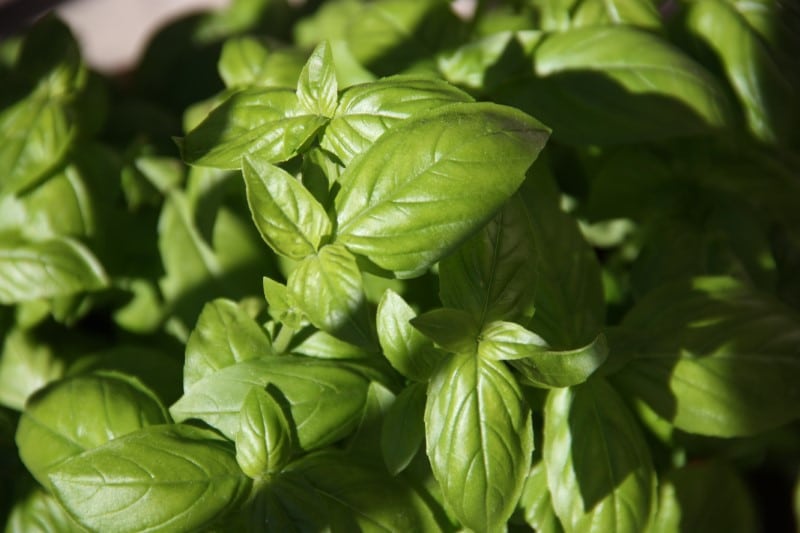 home grown basil in garden