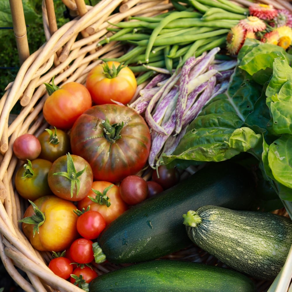 basket of fresh vegetables from garden