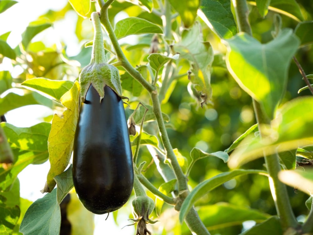 dark purple ripe eggplant growing on the vine in garden