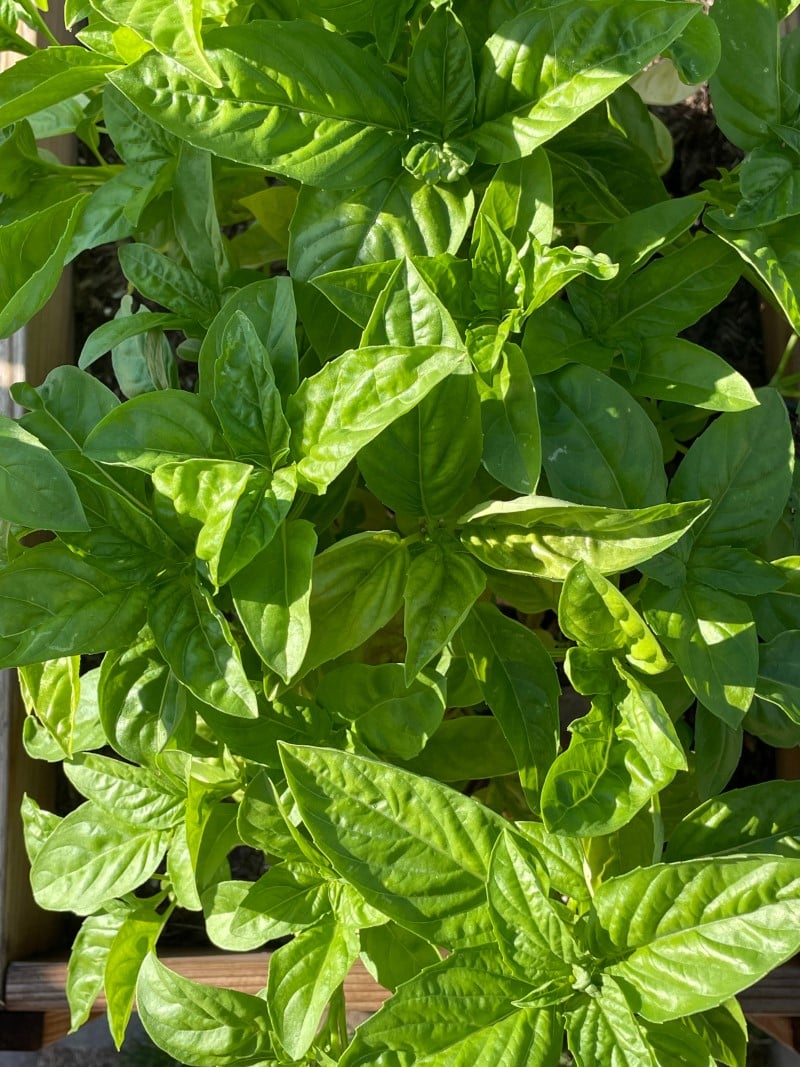 closeup of fresh basil growing in garden