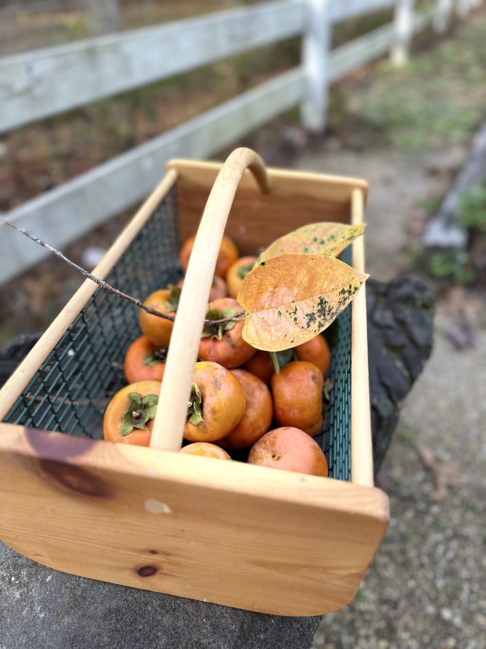 wooden basket of freshly picked persimmons from Stacy Lyn's orchard