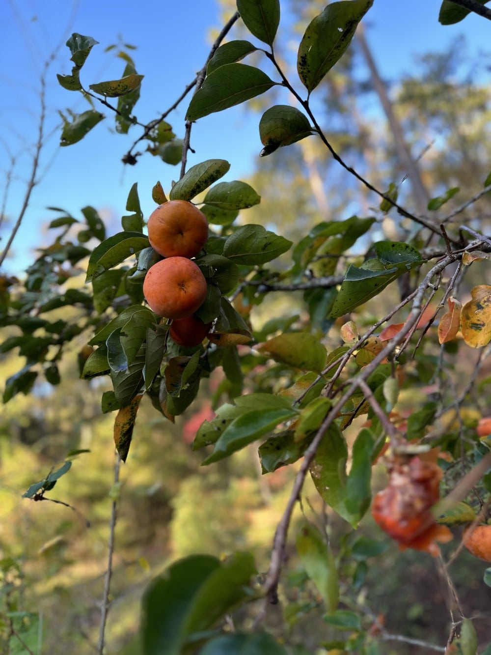 persimmon tree with ripe fruit in Stacy Lyn's orchard