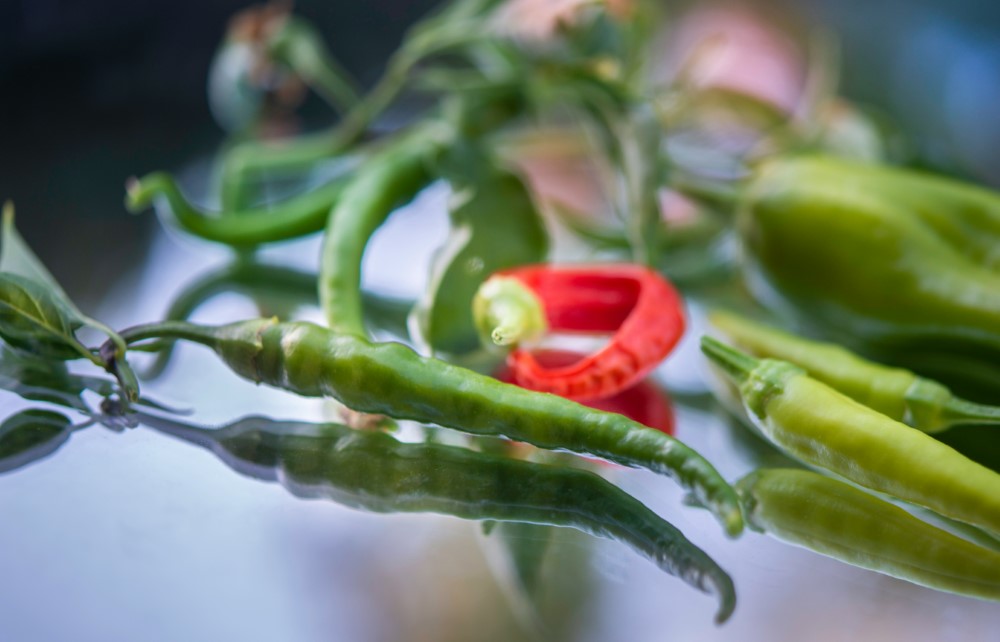 fresh jalapeño peppers and other peppers for making chili