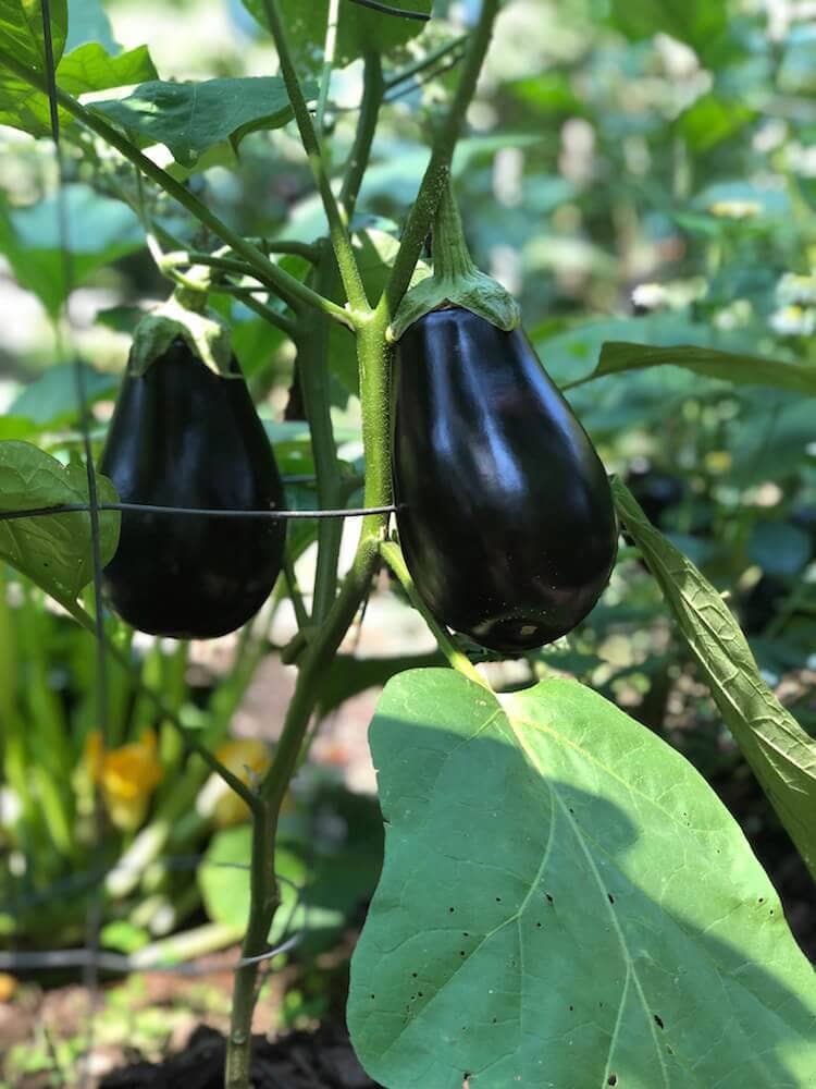 two shiny, nearly ripe eggplants on vine in Stacy Lyn's garden