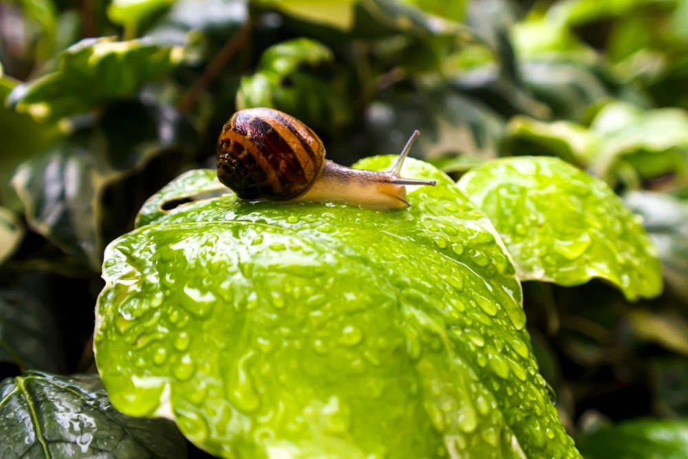 small brown snail crawling on leaf in garden
