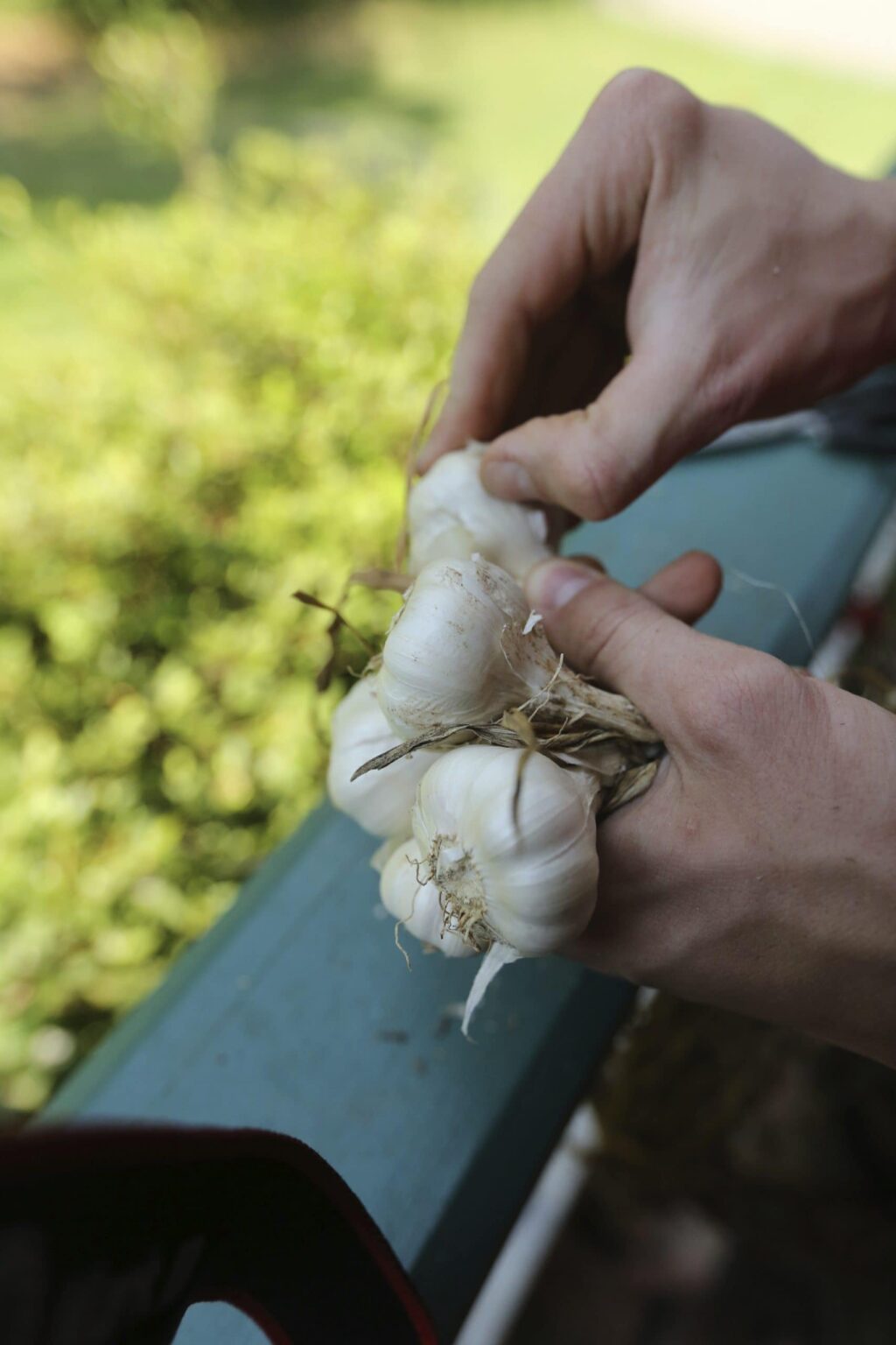 hands cleaning garlic bulbs over porch railing at Stacy Lyn's house