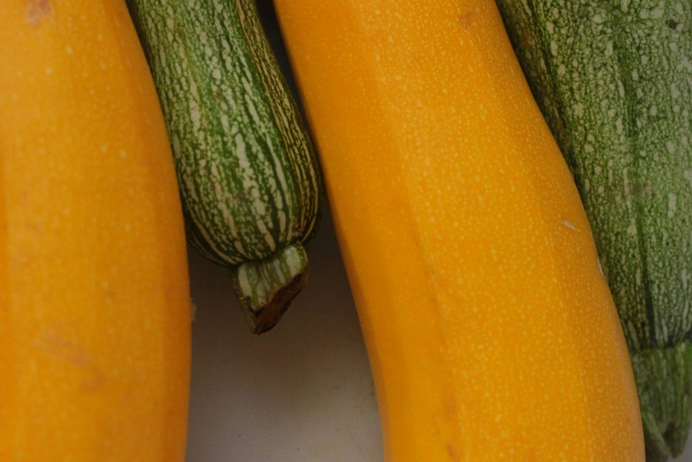 yellow and green varieties of summer zucchini squash