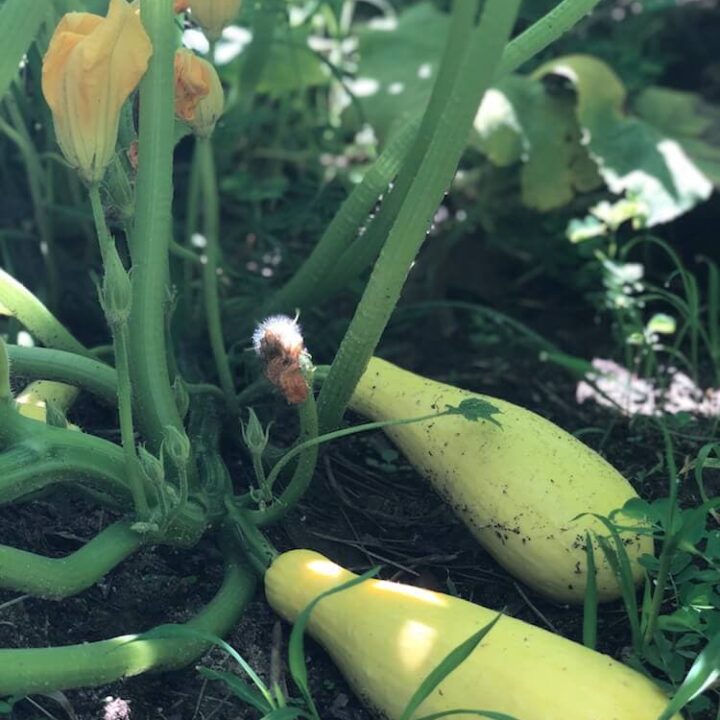 mature yellow summer squash growing on vine in Stacy Lyn's garden