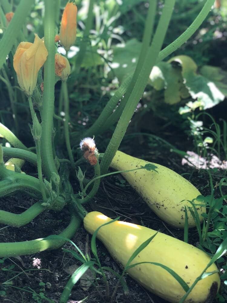 mature yellow summer squash growing on vine in Stacy Lyn's garden
