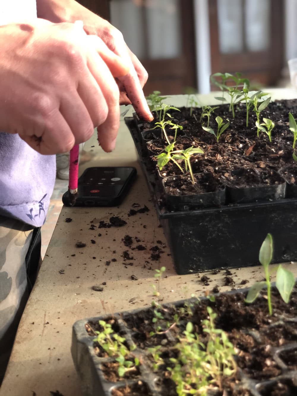 closeup of person's hands while tending to plant seedlings in indoor tray
