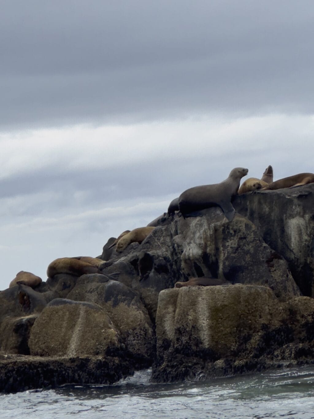 sea lions on rocks at Sitka Science Center in Sitka, Alaska