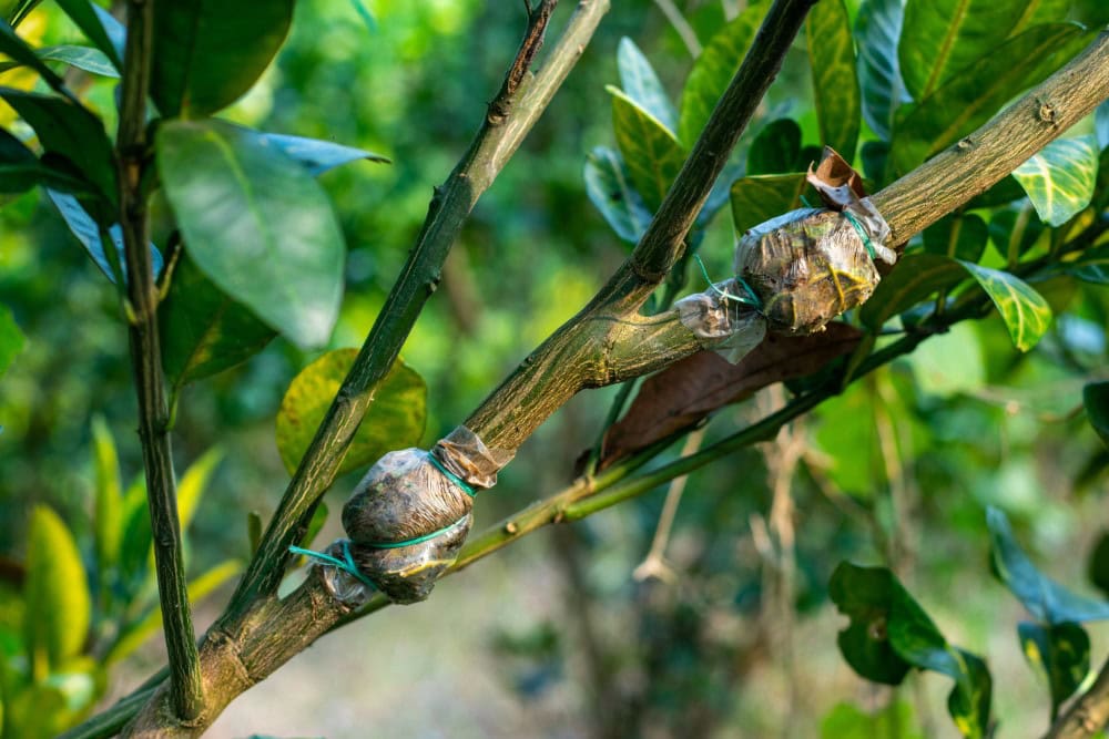 branch carefully grafted onto fruit tree