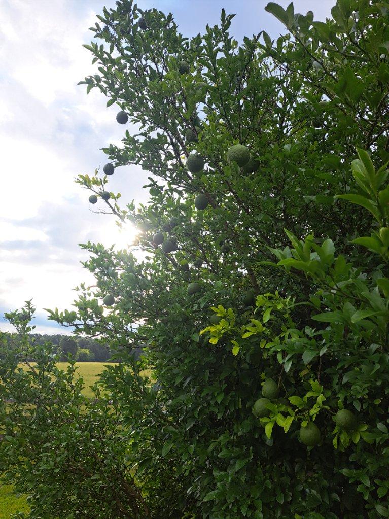 tall, lush green lemon tree with unripe lemons against backdrop of sky in rural setting