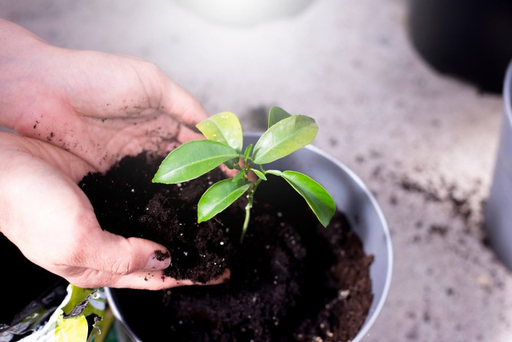 hands lifting rich, dark soil around a lemon tree seedling in a white pot 