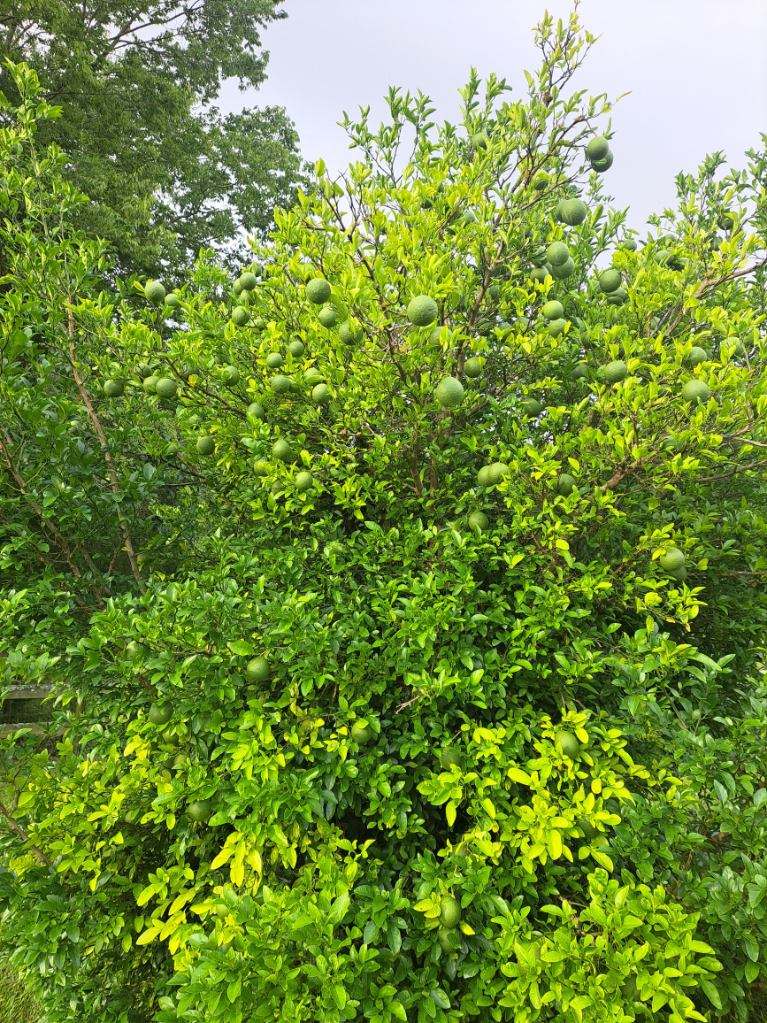 mature Meyer lemon tree that a friend started growing 10 years ago