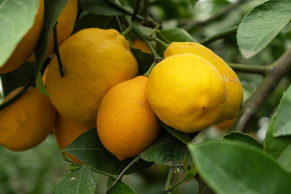 ripe meyer lemons on tree