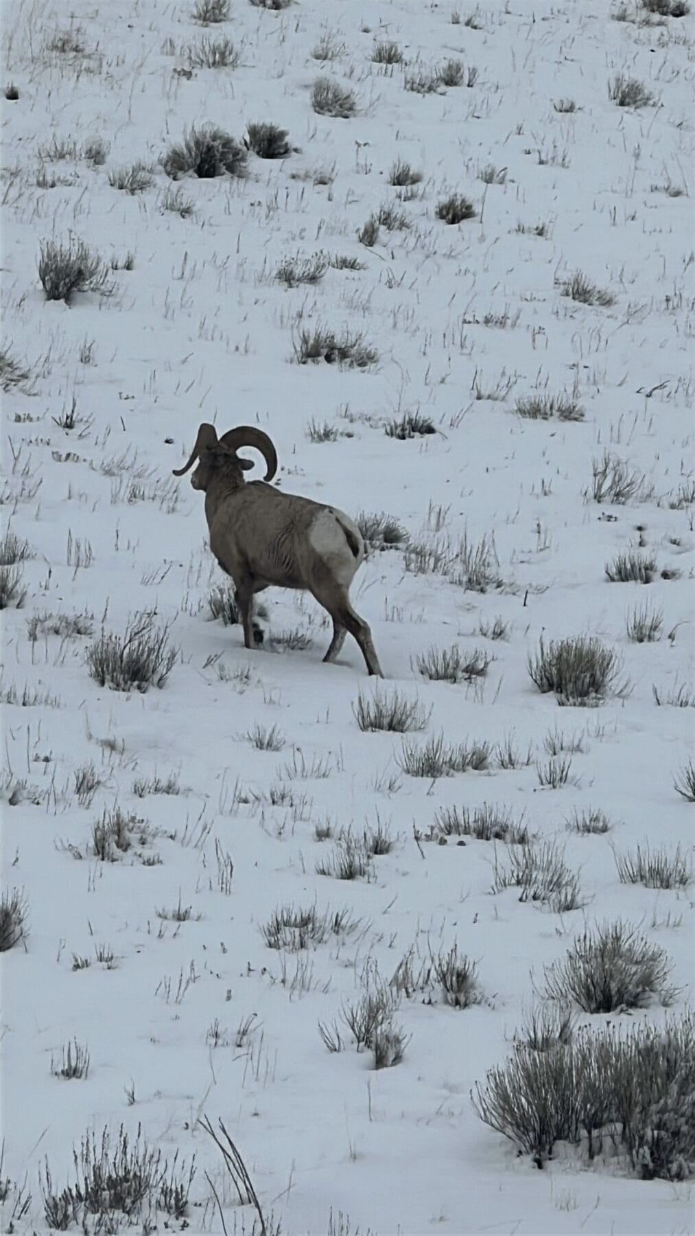 Jackson Hole's wildlife, like this ram, is incredible.